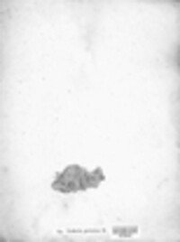 Xanthoria parietina image
